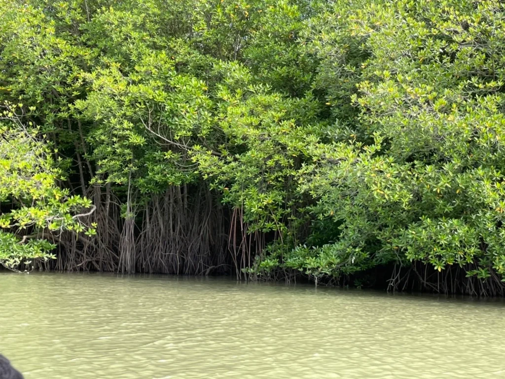 651204 05 คณะบริหารการพัฒนาสิ่งแวดล้อม นิด้า ได้ไปร่วมปลูกป่าชายเลนและศึกษาดูงานด้านการอนุรักษ์ป่าชายเลนโดยชุมชน