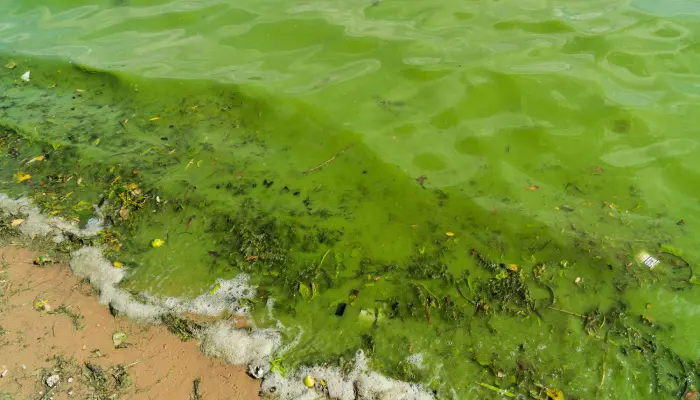 ผลกระทบของอุบัติการณ์การรั่วไหลของน้ำมัน