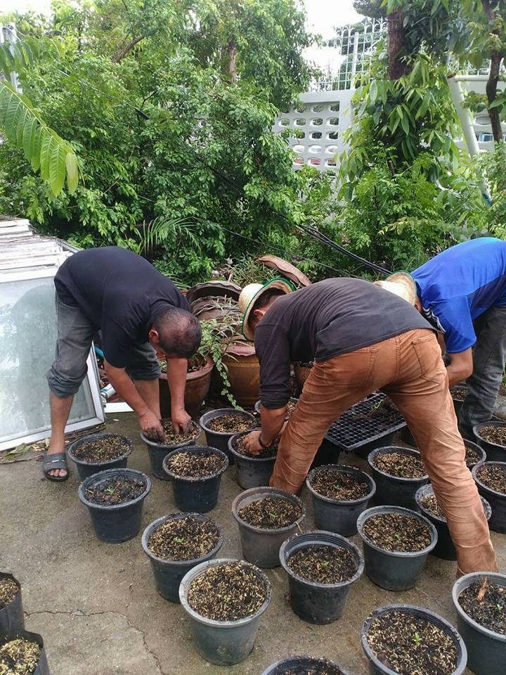 ปลูกดอกดาวเรือง