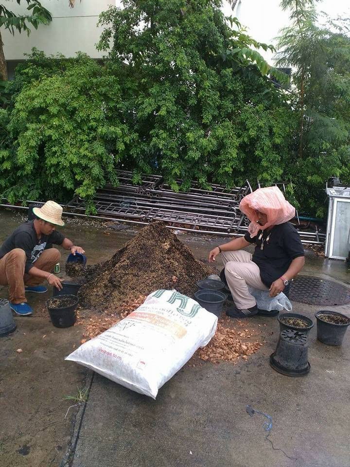 600820 03 11zon ปลูกดอกดาวเรือง