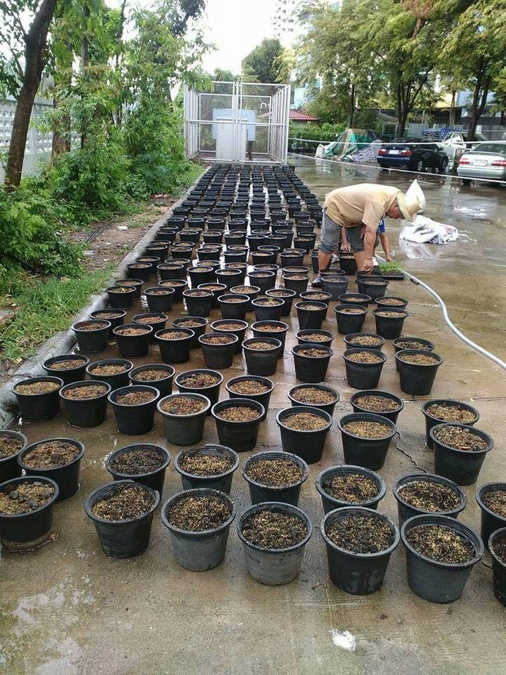 ปลูกดอกดาวเรือง