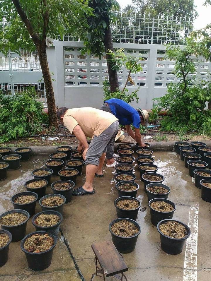 600820 05 11zon ปลูกดอกดาวเรือง