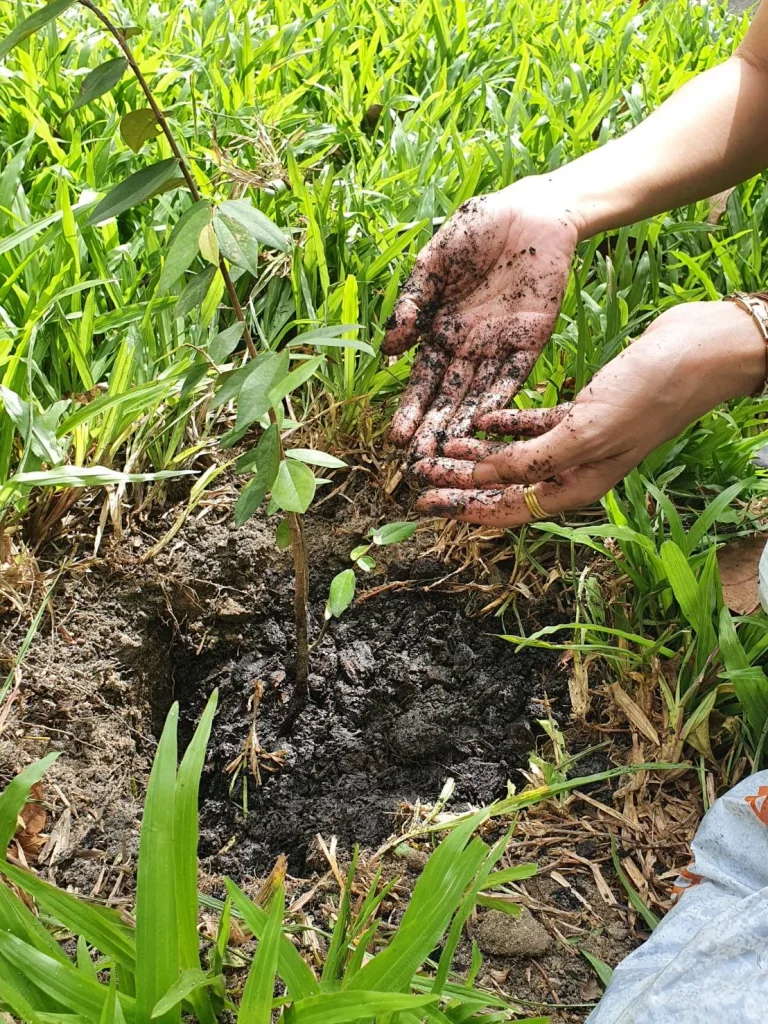 650811.904 05 นิด้า ปลูกต้นไม้เฉลิมพระเกียรติ สมเด็จพระนางเจ้าสิริกิติ์ พระบรมราชินีนาถ พระบรมราชชนนีพันปีหลวง