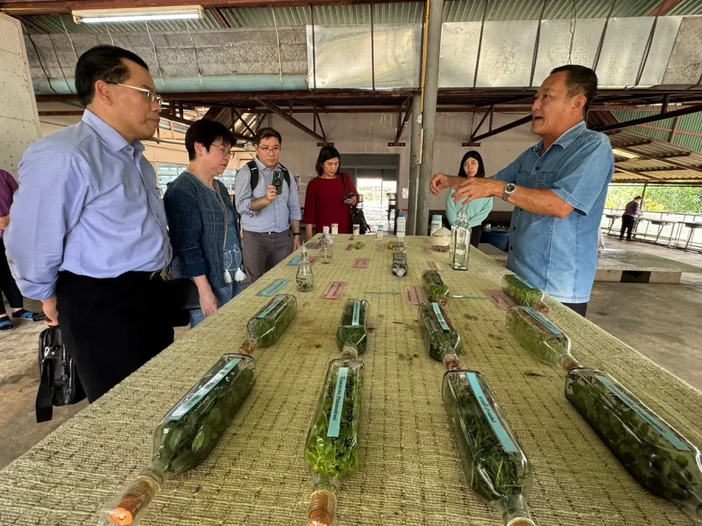 ดูงานปลูกหญ้าแฝกที่ดอยตุง